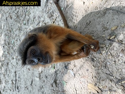 Komen kijken en betasten